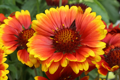 Blanket Flowers